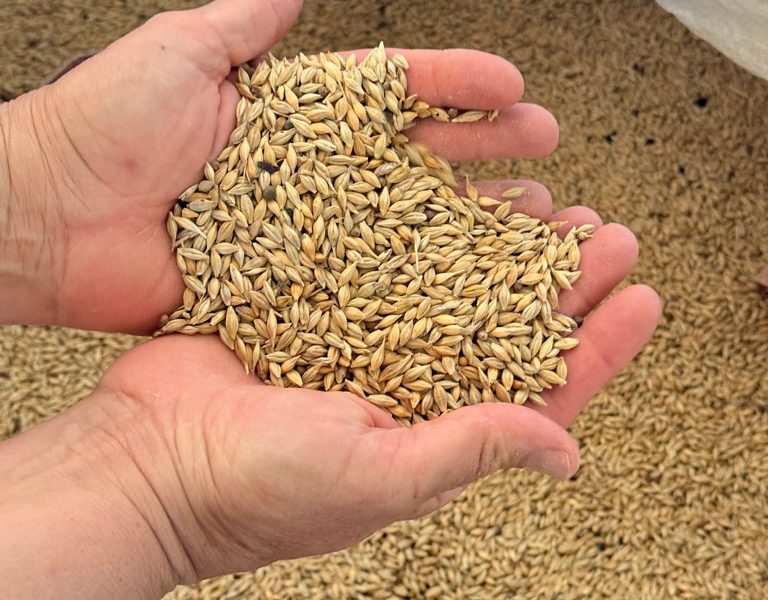 Foraggi biologici Bacciotti