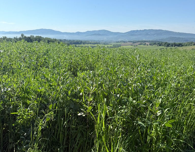 cereali e foraggi biologici